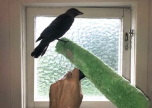 Fåglar och smutsiga fönster - ring fönsterputsaren!